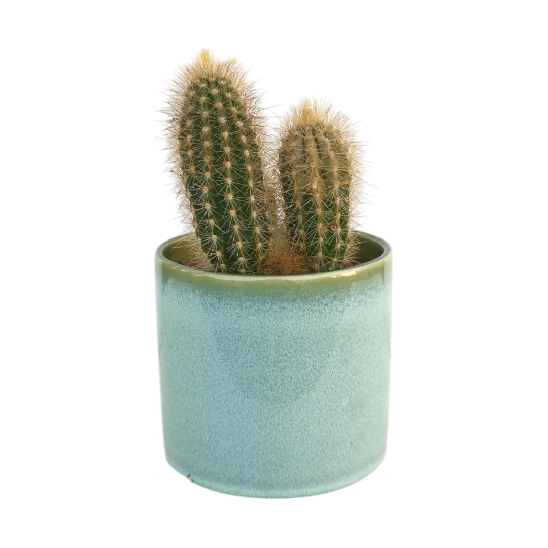 Cactus Natural Plant