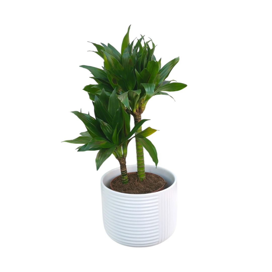 Dracaena Fragrans Plant Natural Plant