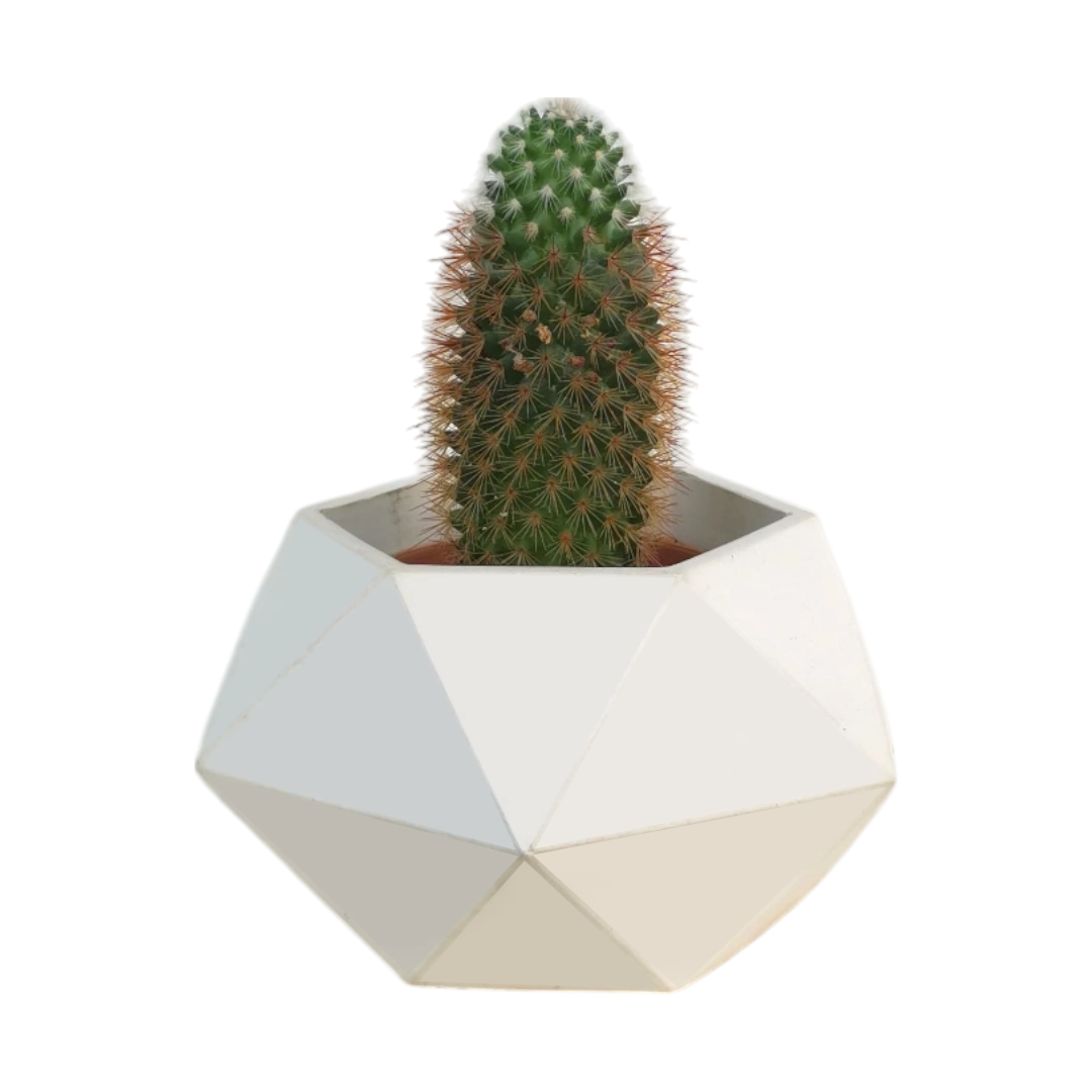 Mammillaria Elongata Natural Plant