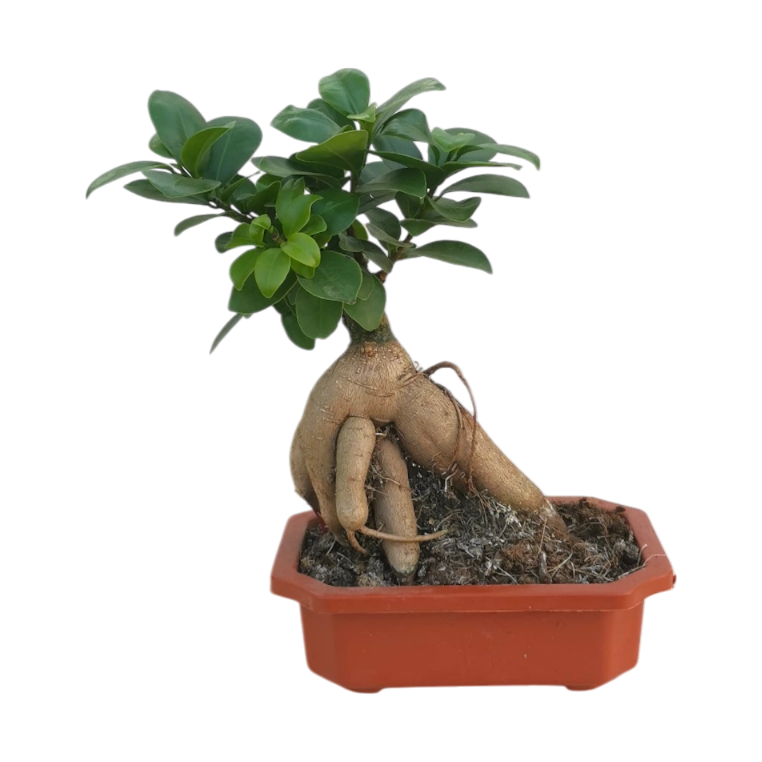 Ficus Retusa Natural Plant