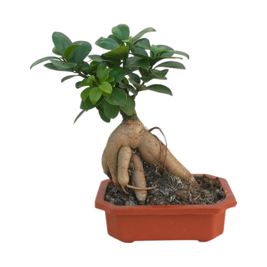 Ficus Retusa Natural Plant