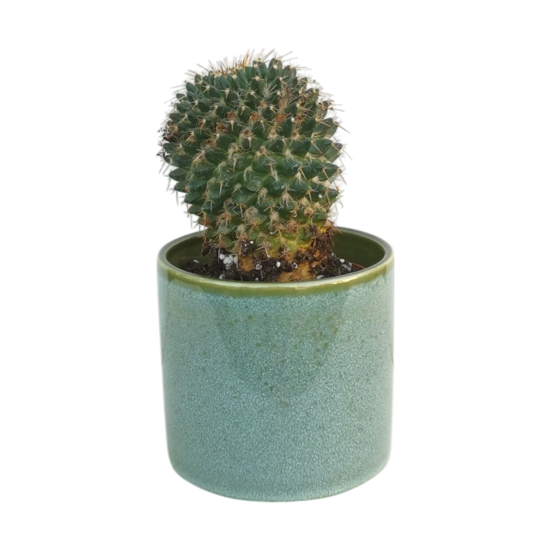 Mammillaria Polythele Natural Plant