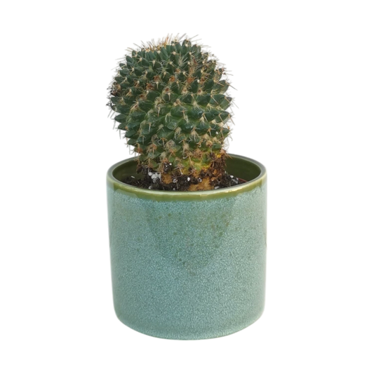 Mammillaria Polythele Natural Plant